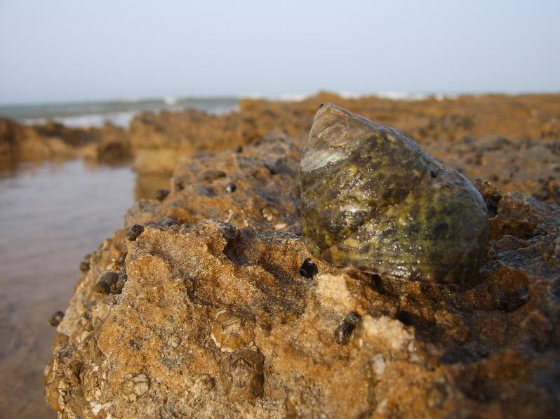 Molluschi tunisini