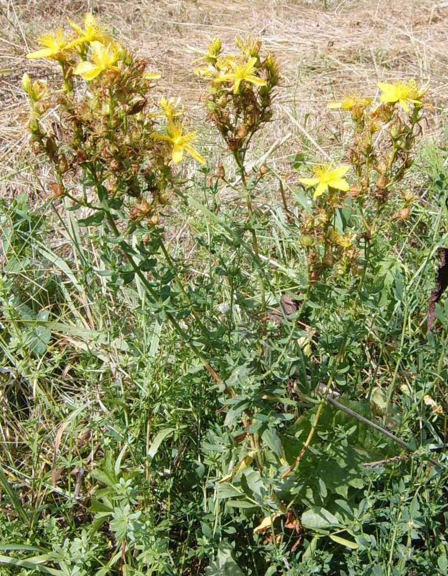 Hypericum perforatum