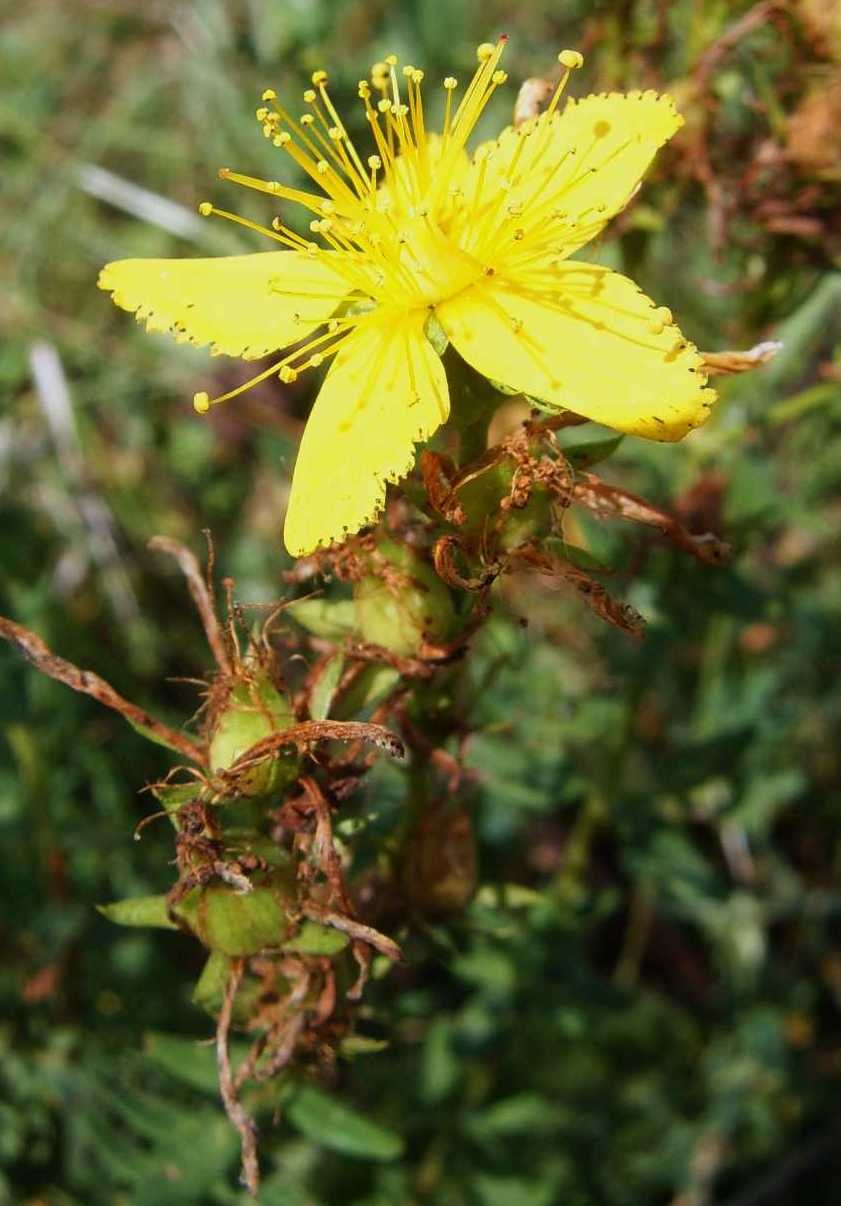 Hypericum perforatum