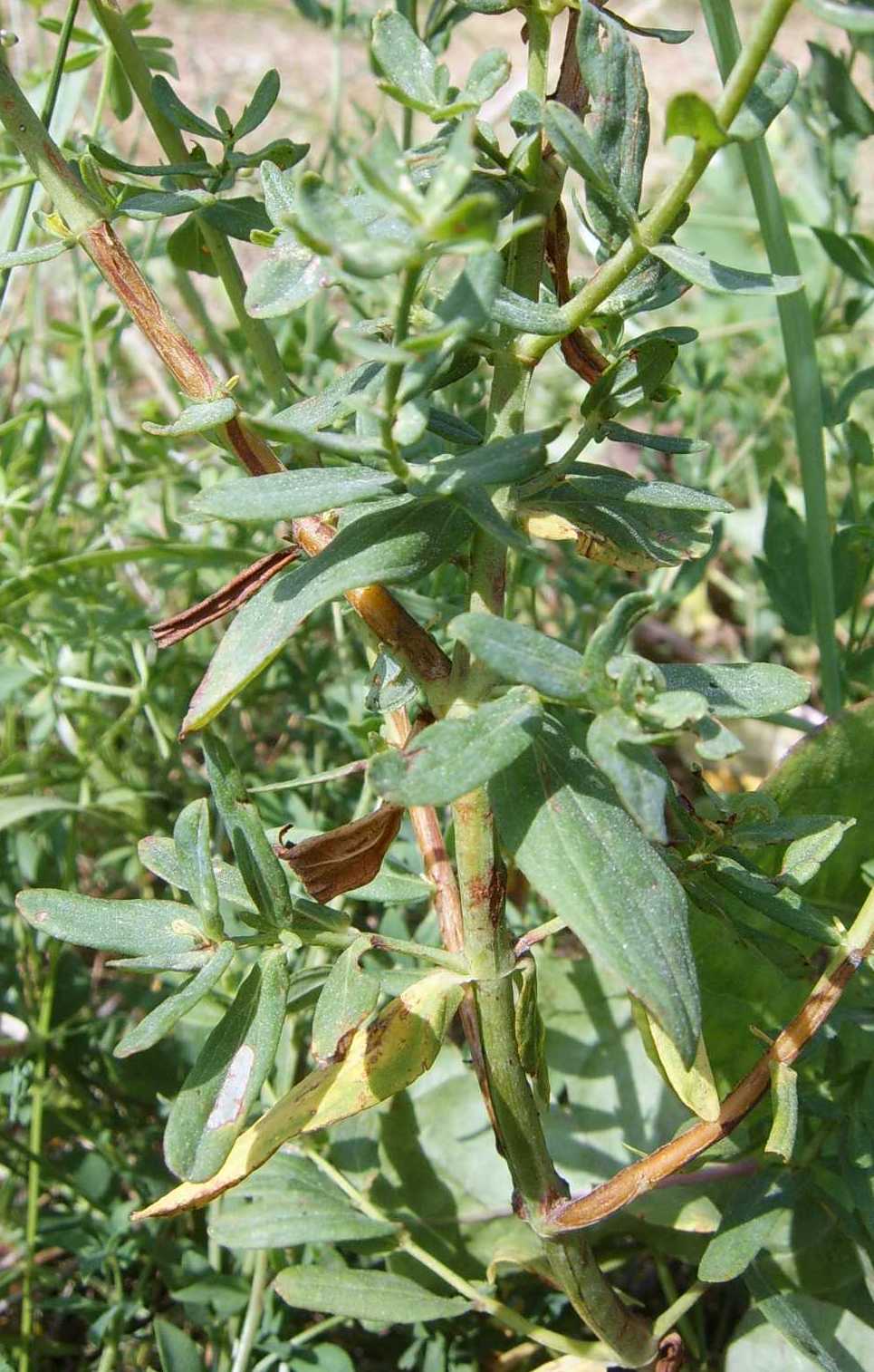 Hypericum perforatum