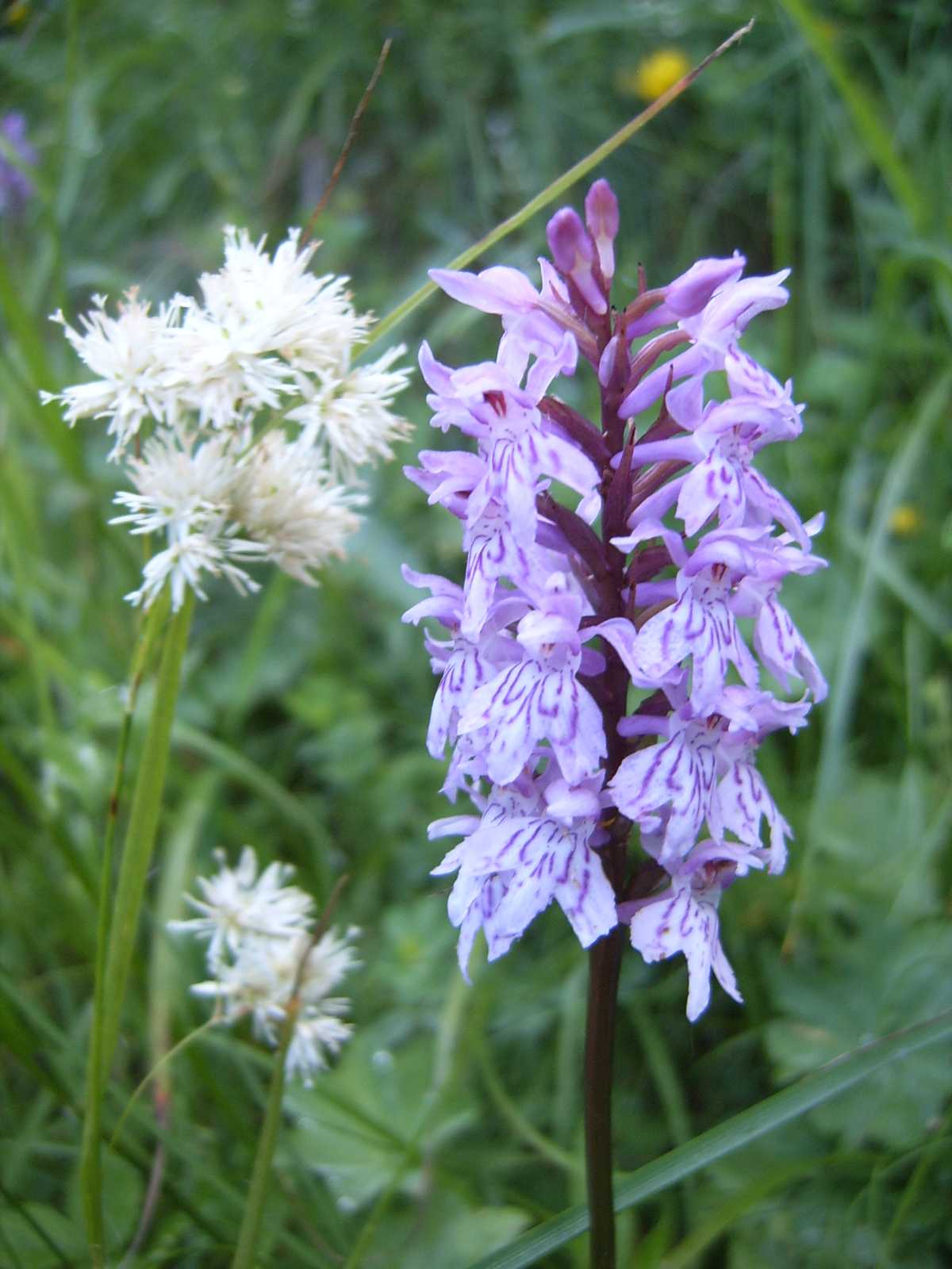 Orchidea del monte Grappa: Dactylorhiza fuchsii