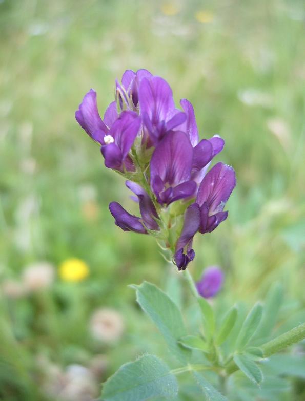 Medicago sativa / Erba medica