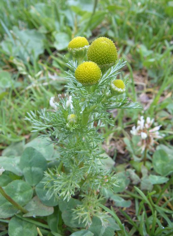 Matricaria discoidea / Camomilla falsa