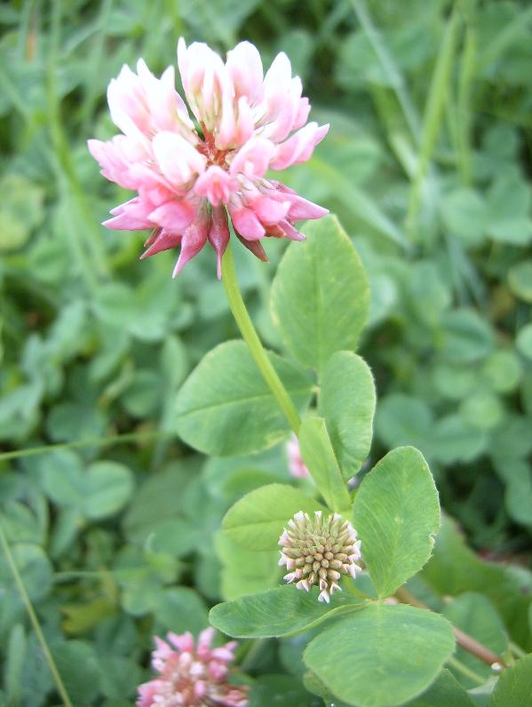 piante a Falcade (BL) 5 - Trifolium sp.