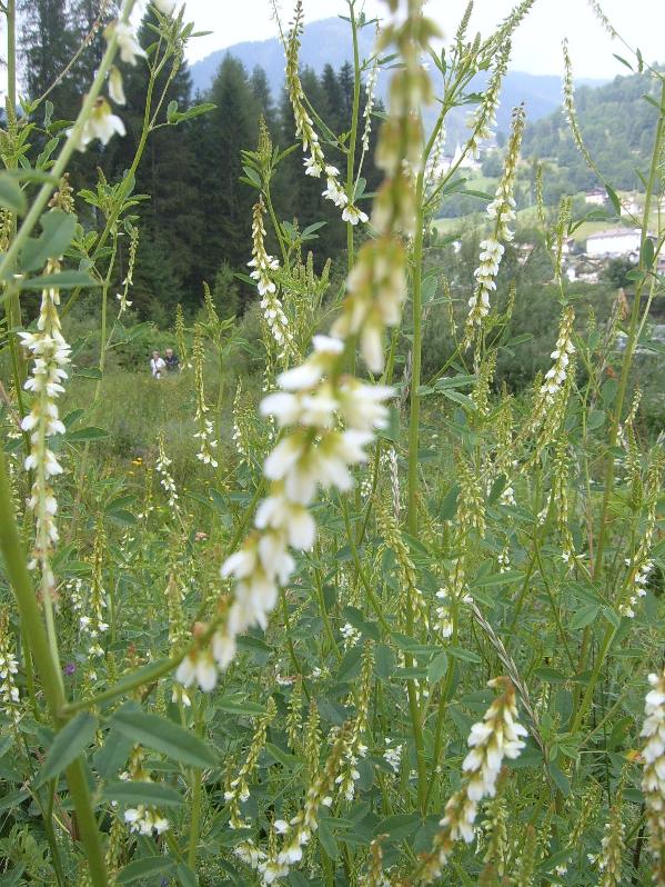 Trigonella alba  (=Melilotus albus) / Meliloto bianco