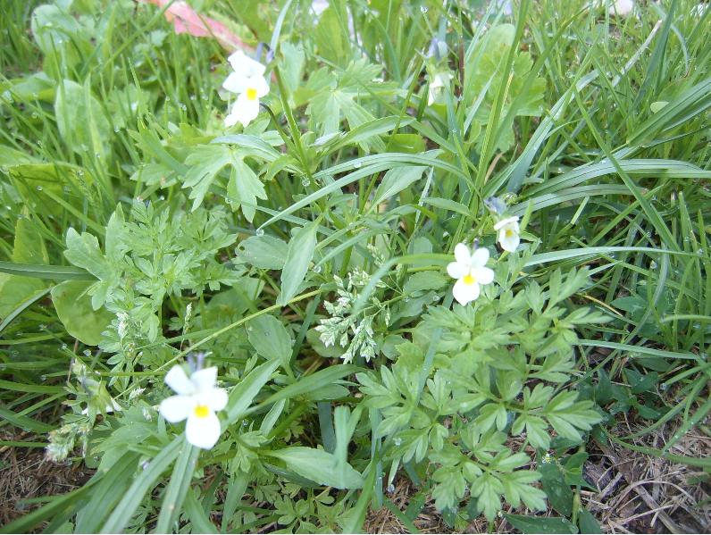 piante a Falcade (BL) 8 - Viola arvensis