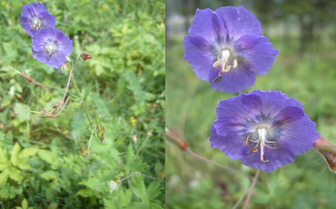 Geranium phaeum / Geranio stellato