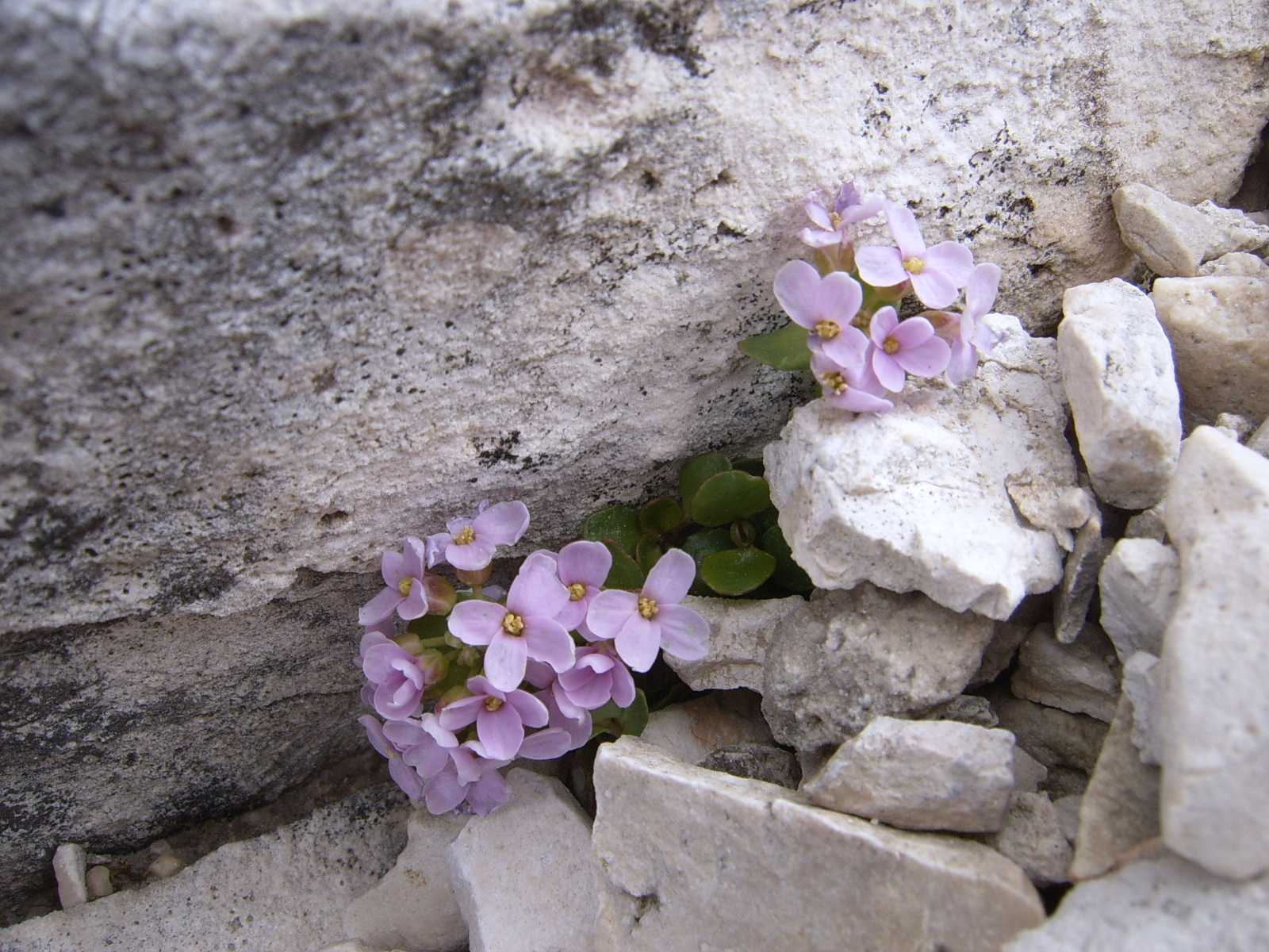 Pianticelle del Sella: Noccaea rotundifolia (=Thlaspi rotundifolium)
