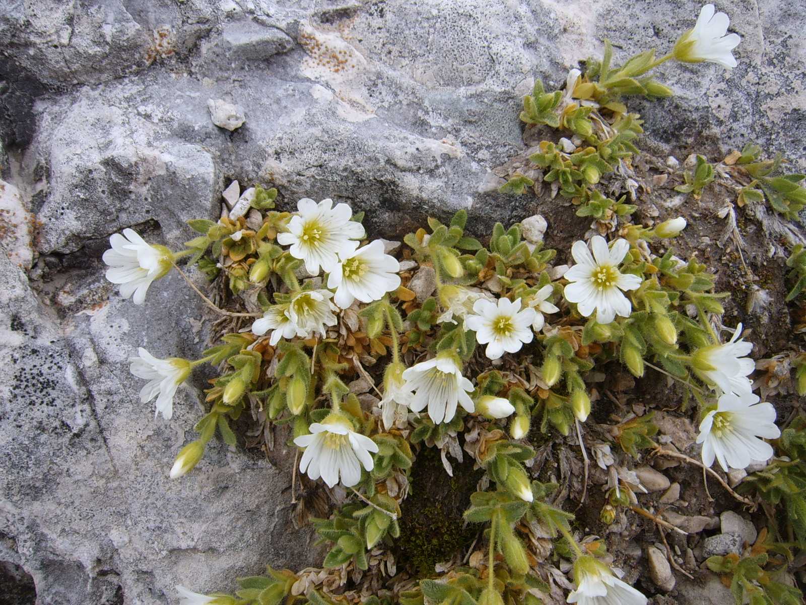 Pianticelle del Sella 9 - Cerastium uniflorum