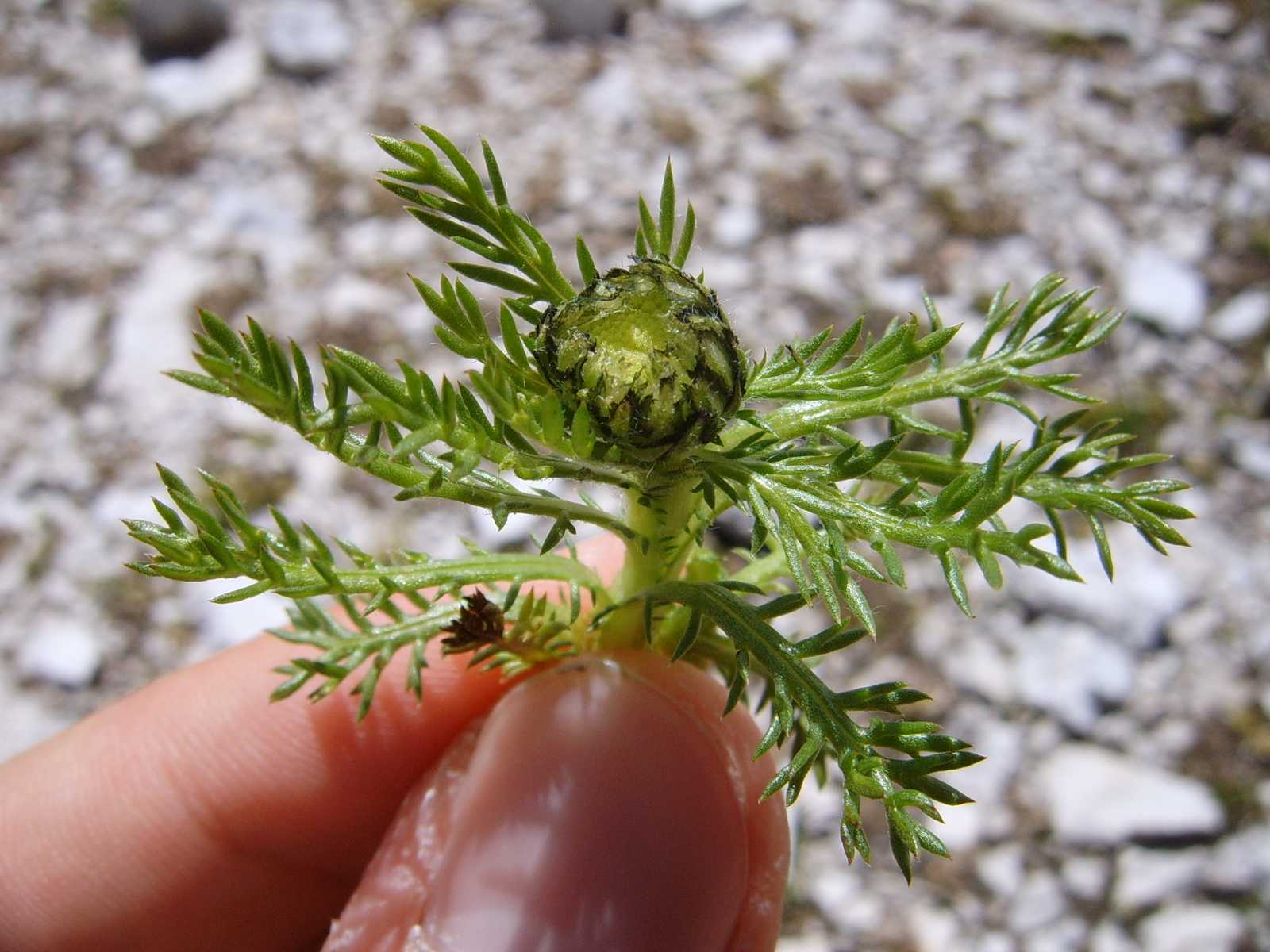 Pianticelle del Sella 8 - Achillea sp.