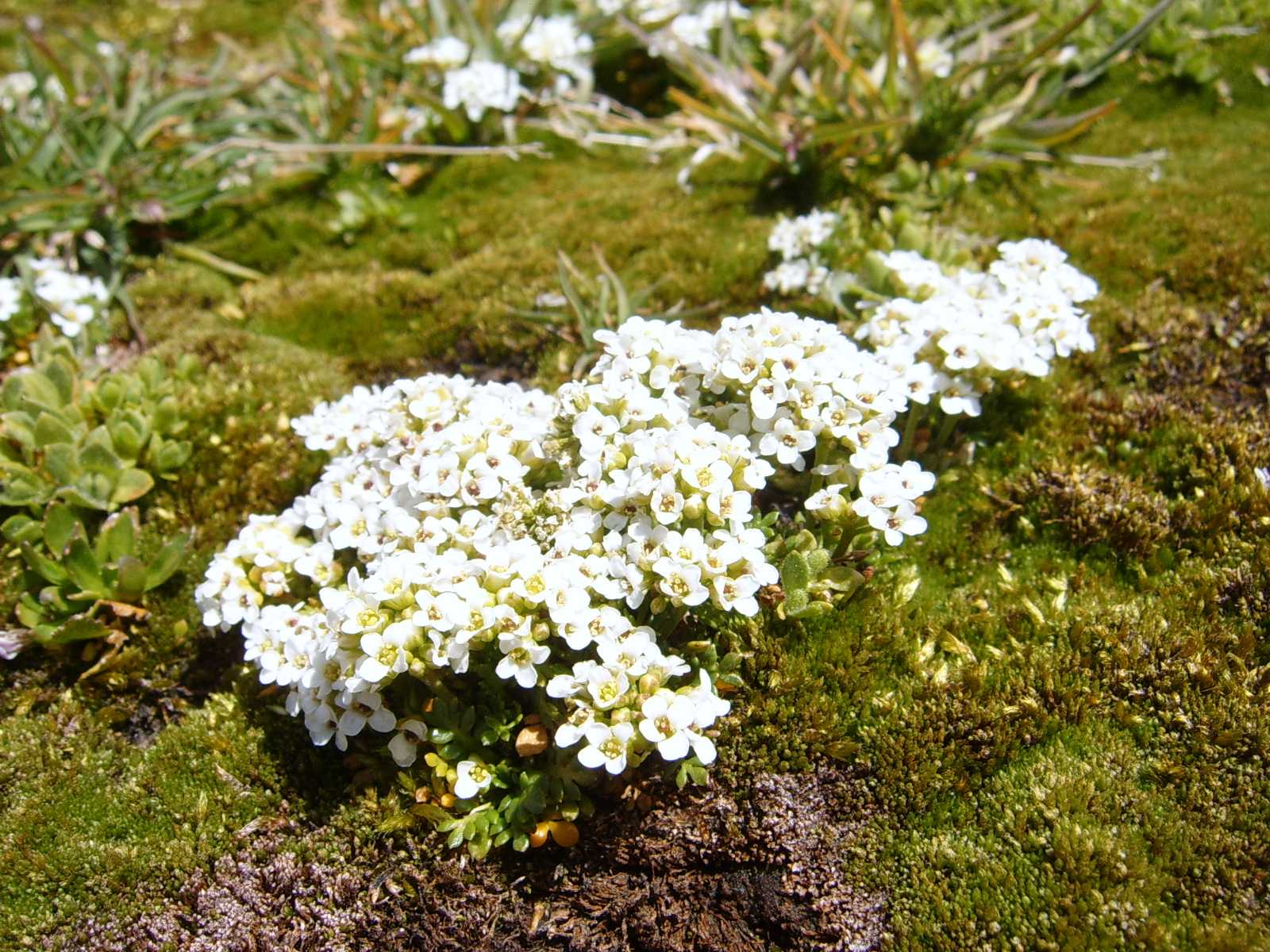 Noccaea minima (=Thlaspi alpestre) / Erba storna alpestre