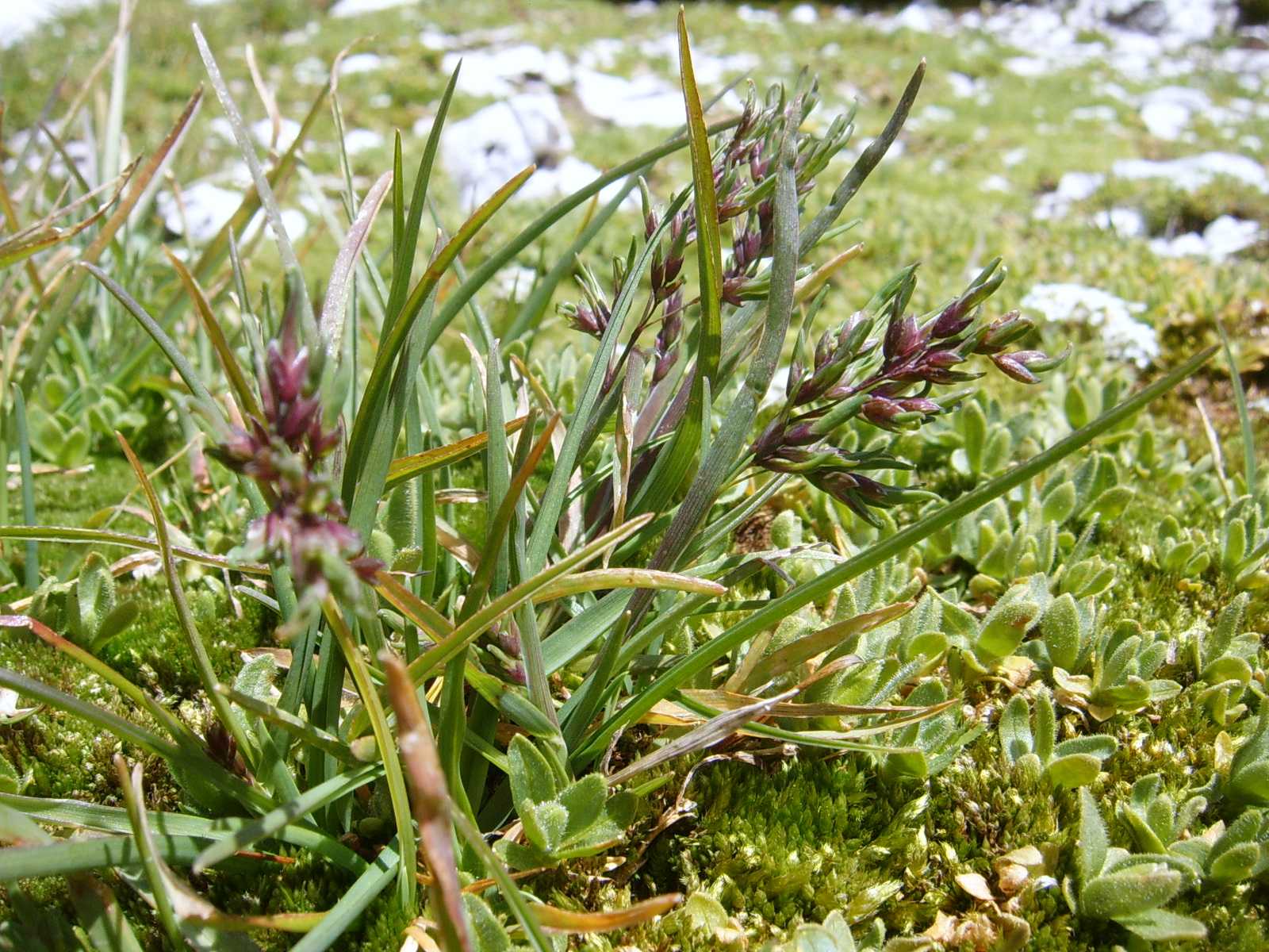 Pianticelle del Sella 10 - Poa cfr. bulbosa