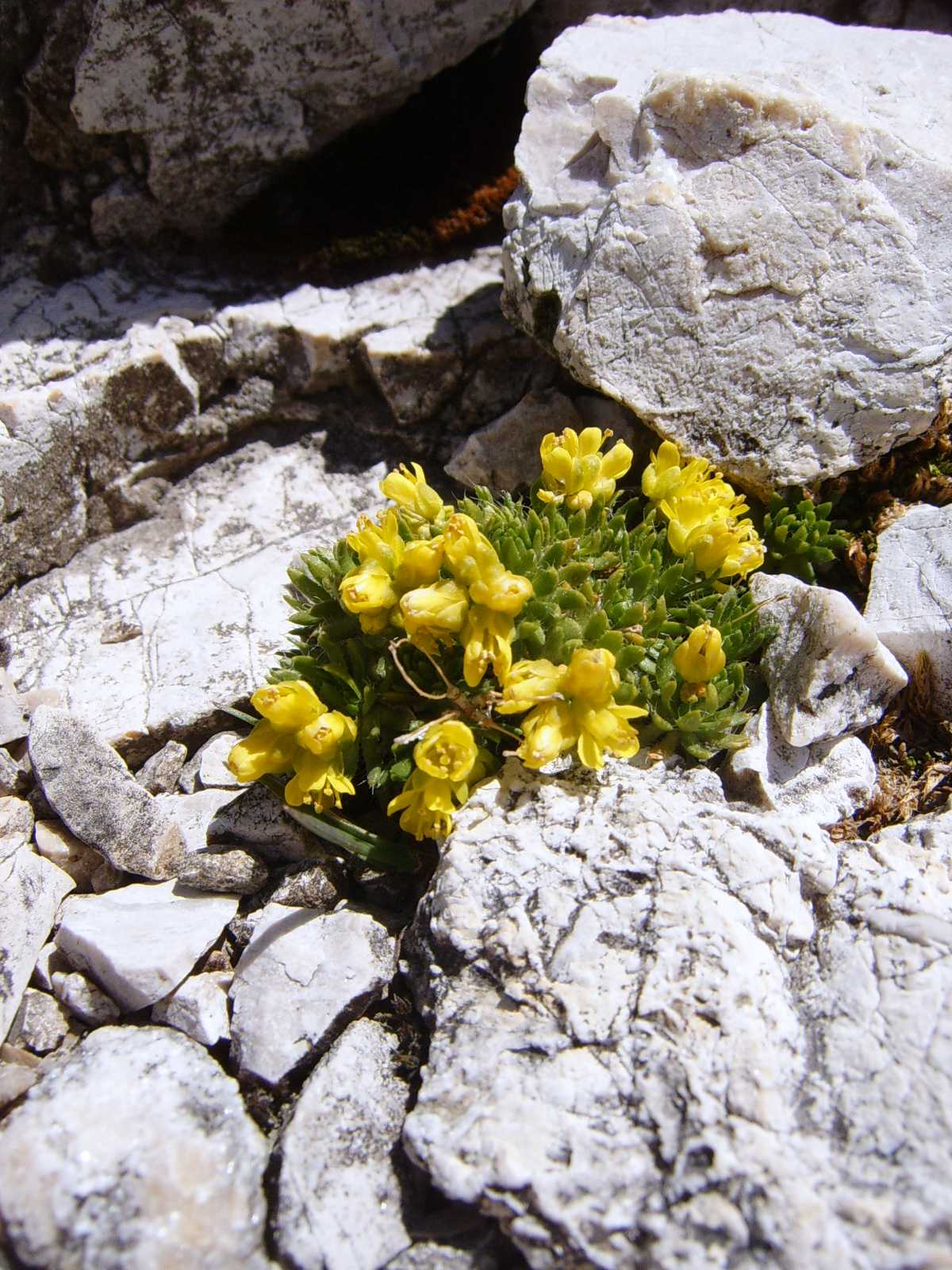 Draba aizoides / Draba aizoide