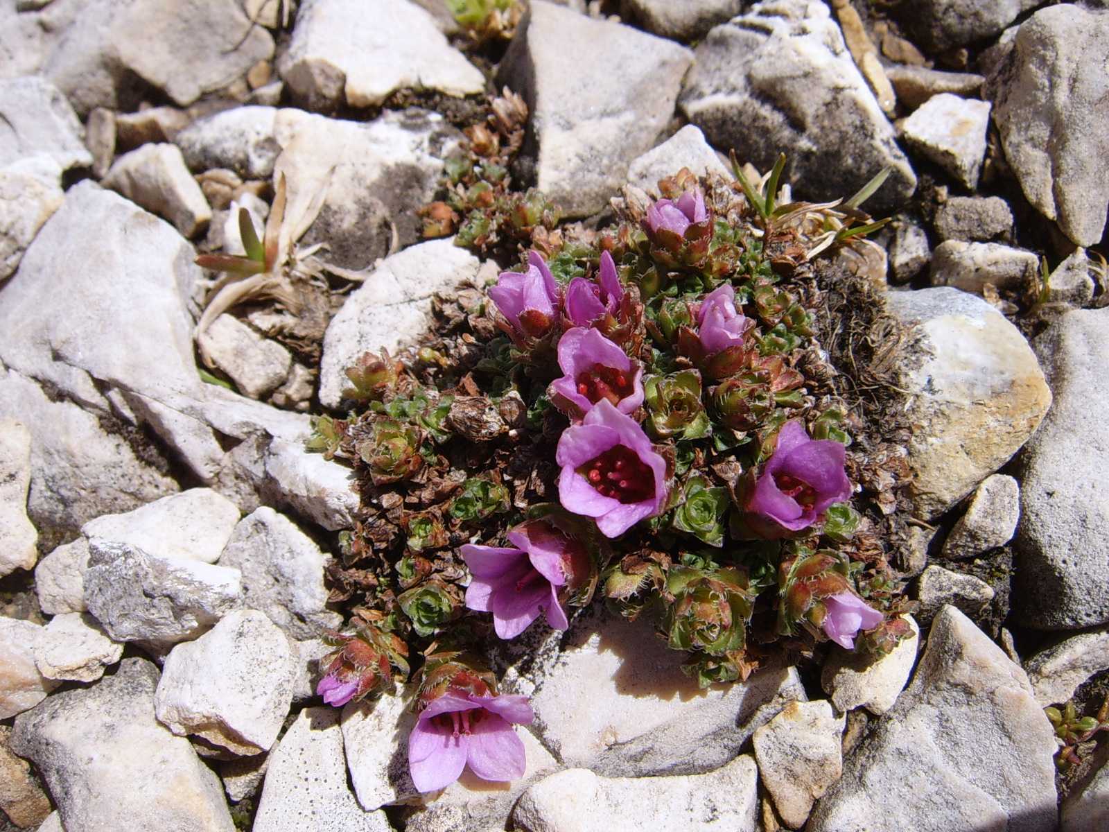 Saxifraga oppositifolia