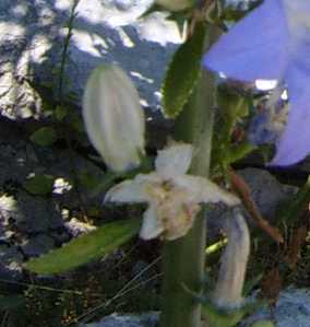 Campanula pyramidalis / Campanula piramidale