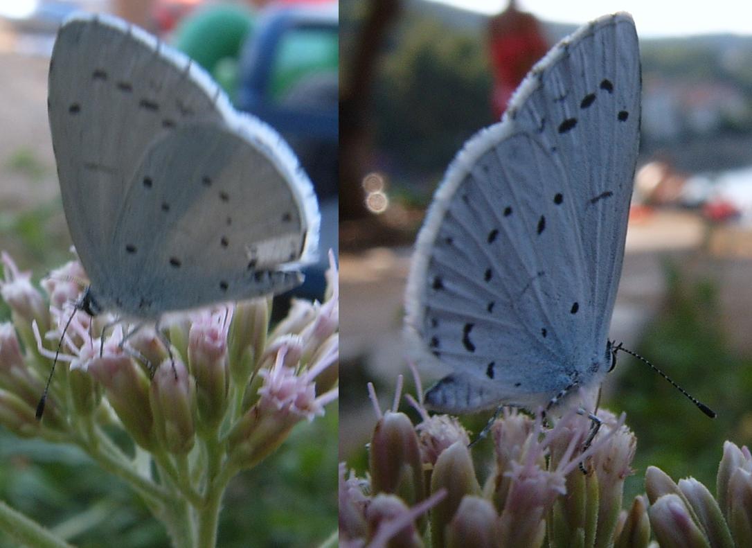 Farfalle croate da id