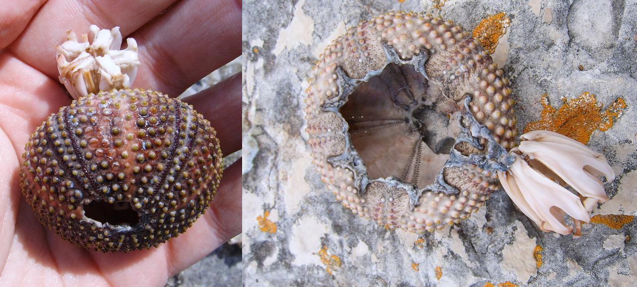 Teche: Arbacia lixula e Paracentrotus lividus