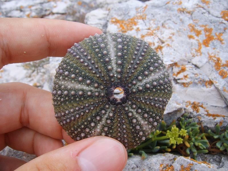 Teche: Arbacia lixula e Paracentrotus lividus