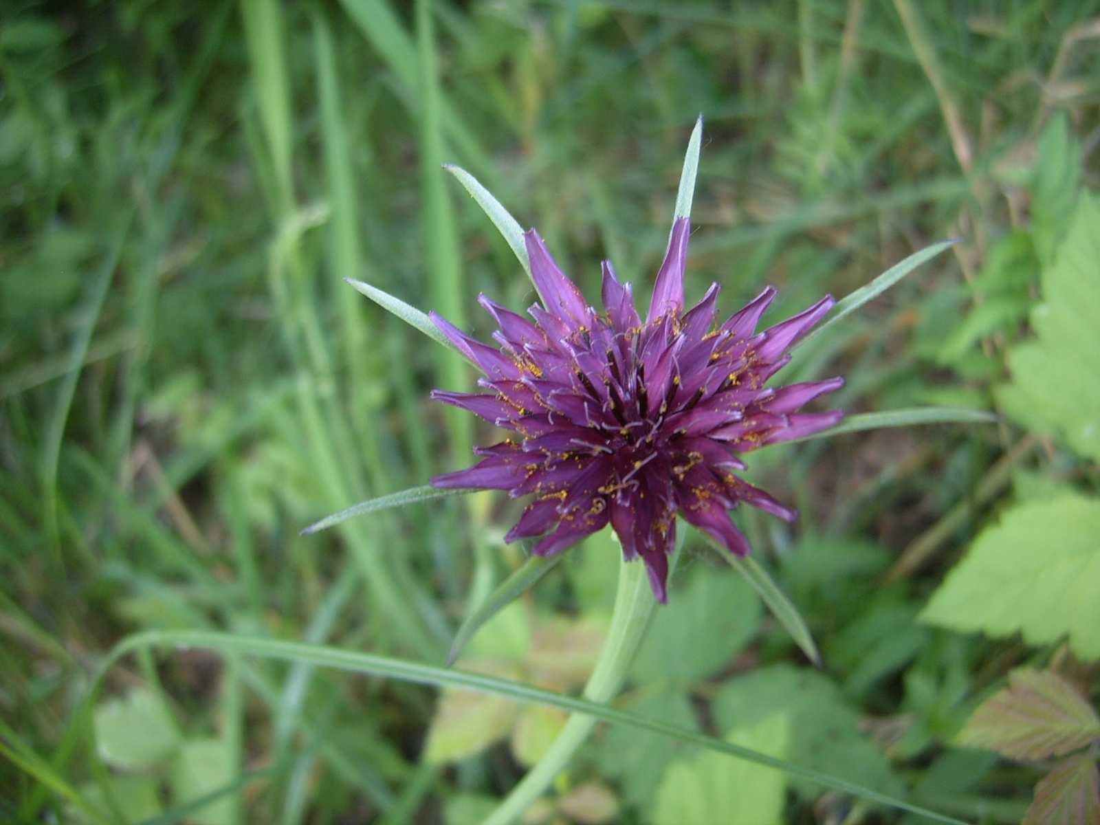 Tragopogon porrifolius