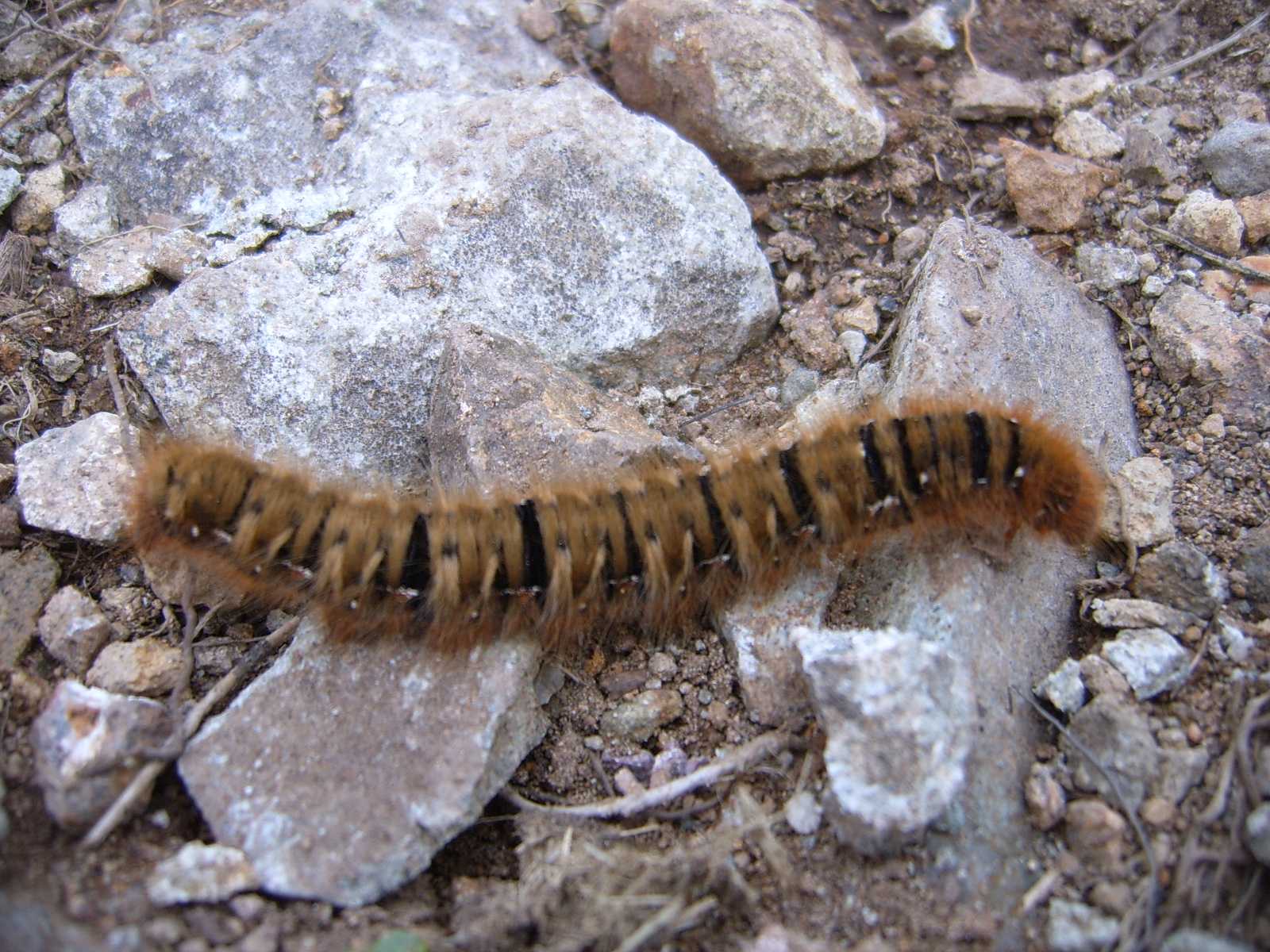 Lasiocampa quercus