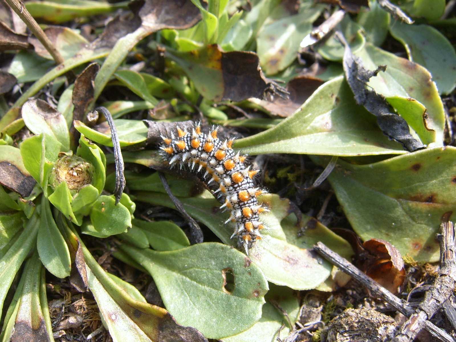 Bruco - Melitaea didyma