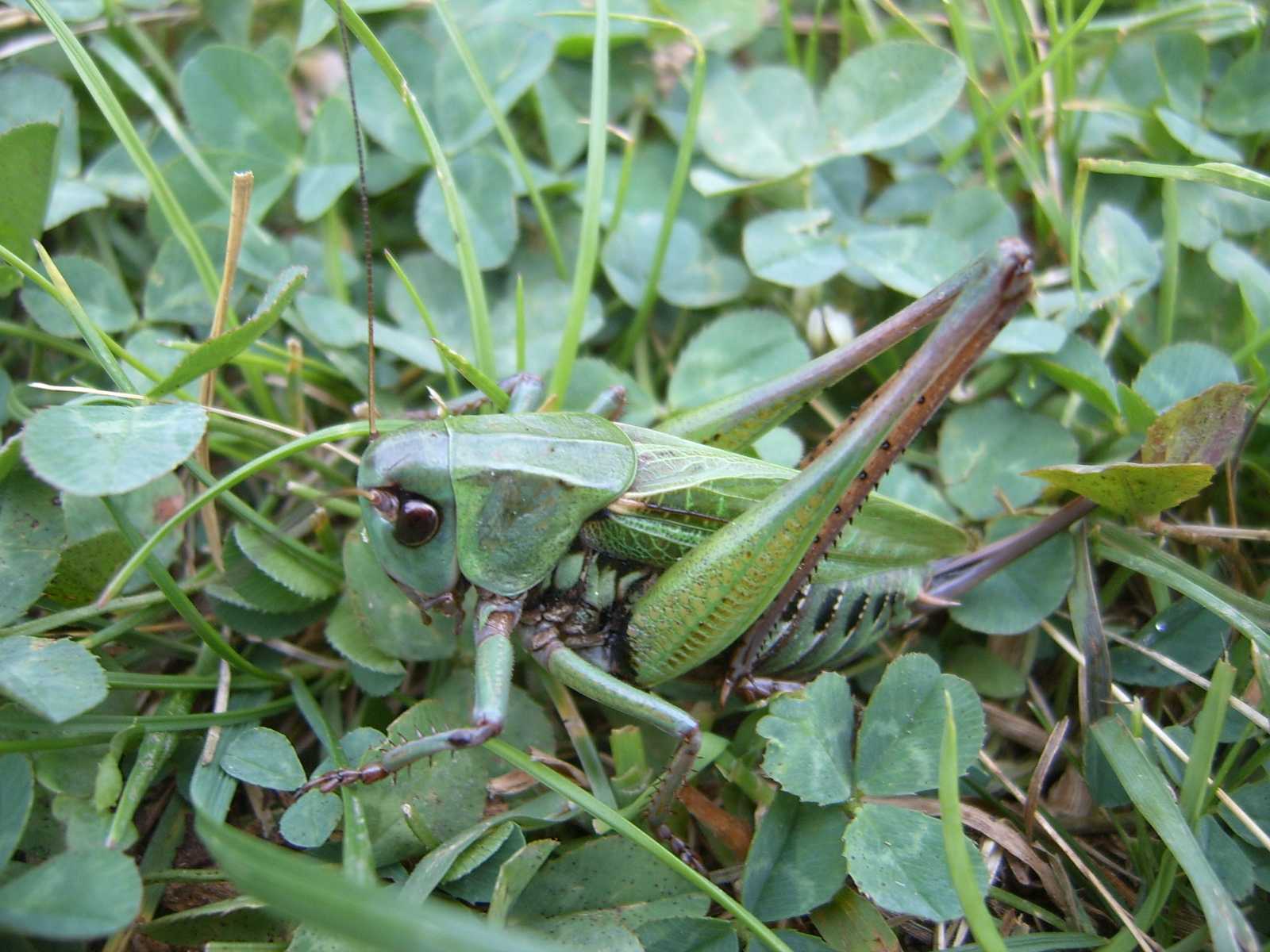 Cavalletta verde: Decticus verrucivorus (Tettigoniidae)