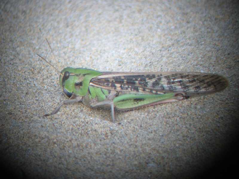 Cavallette costiere: Oedipoda caerulescens e Loc. migratoria