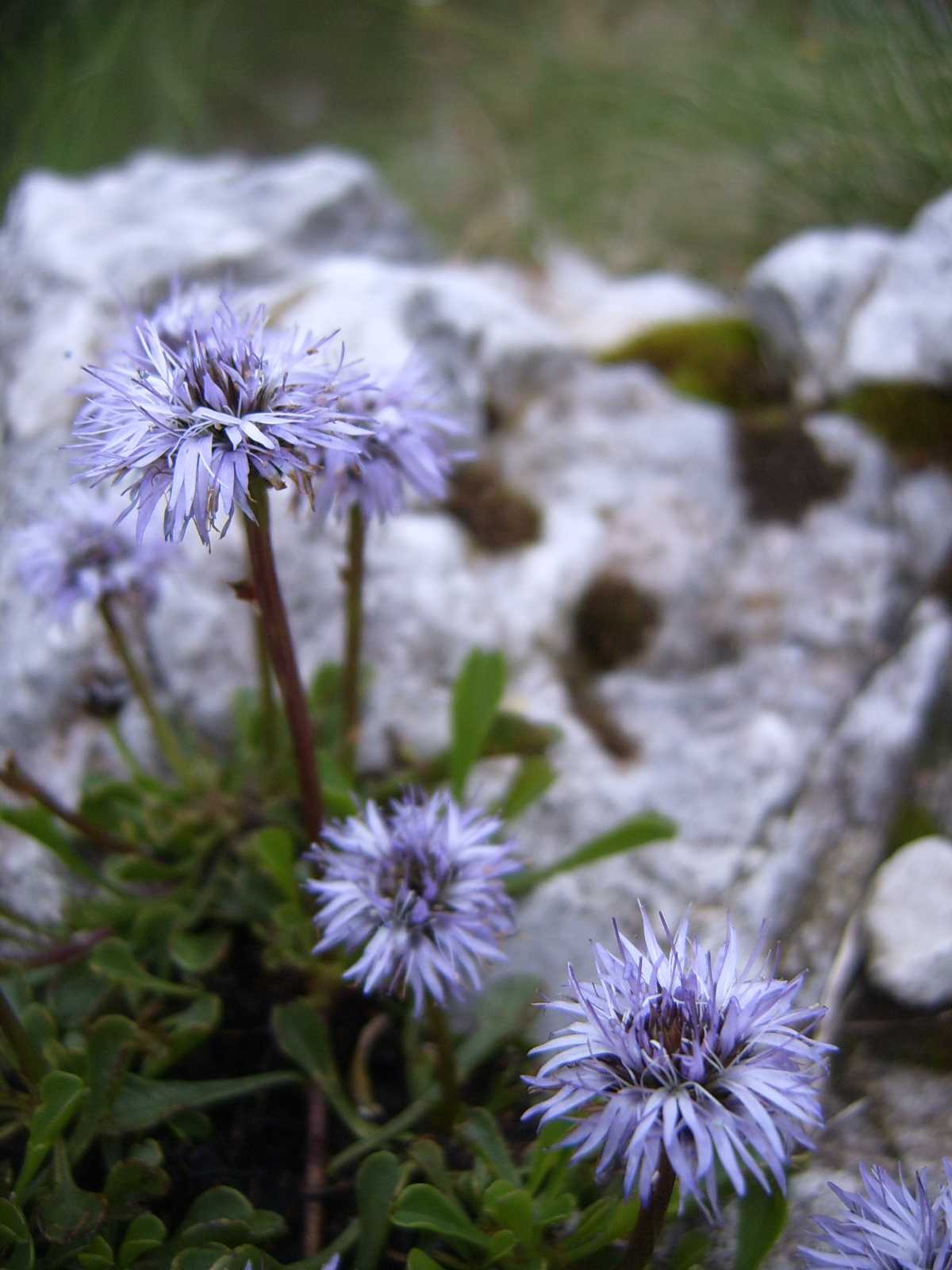 Globularia cordifolia / Vedovelle celesti