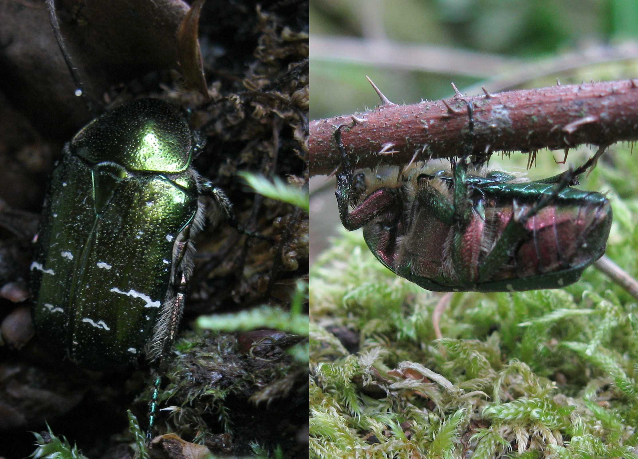 Coleotteri croati: Cetonia a. aurata & Phymatodes testaceus