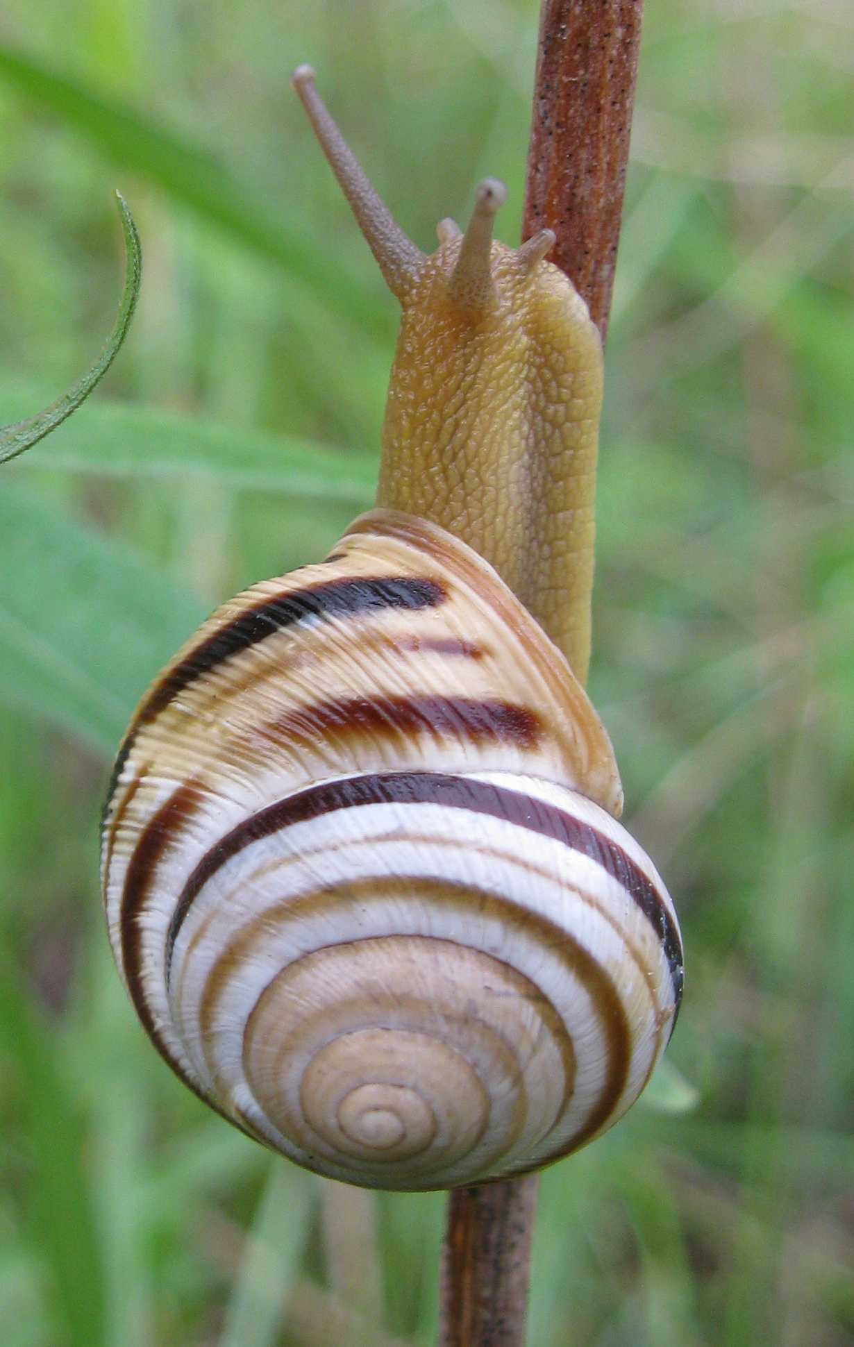 Chiocciola croata