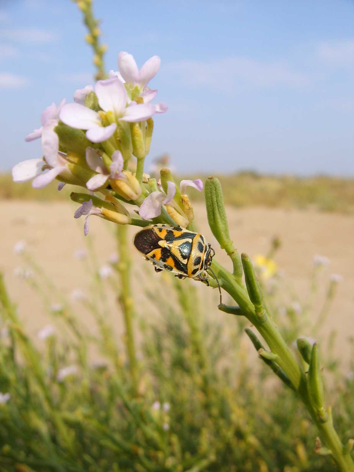 Pentatomidae: Eurydema ornata del litorale di Caorle (VE)