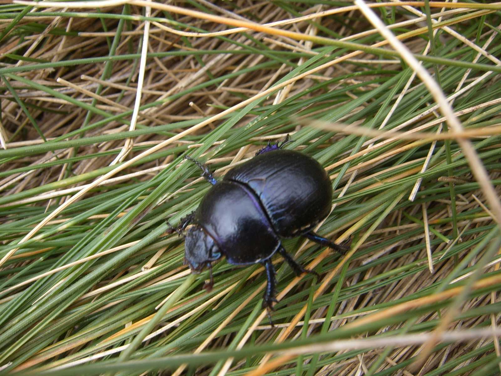 coleottero alpino: Anoplotrupes stercorosus