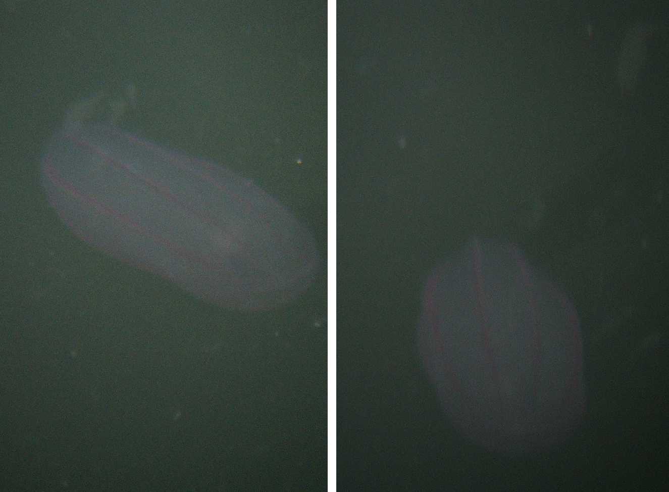 Ctenoforo e medusa da Capo nord