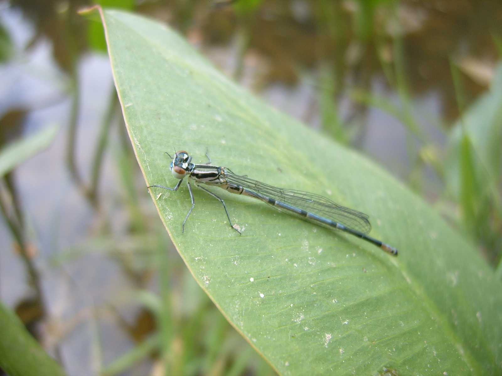 larva e adulto di libellula da id