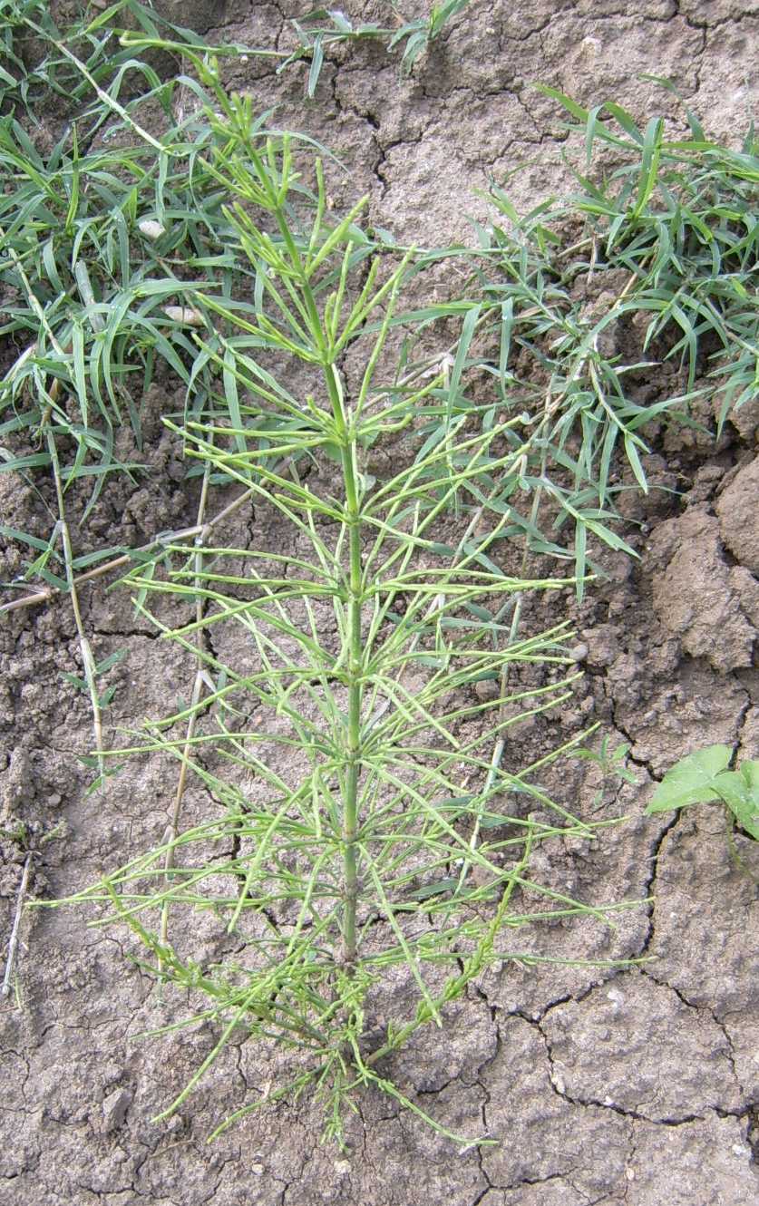 Equisetum arvense