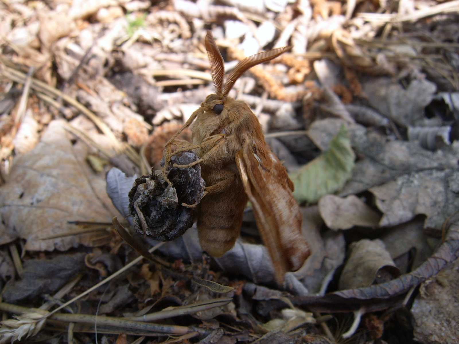 Lepidotteri del monte Grappa