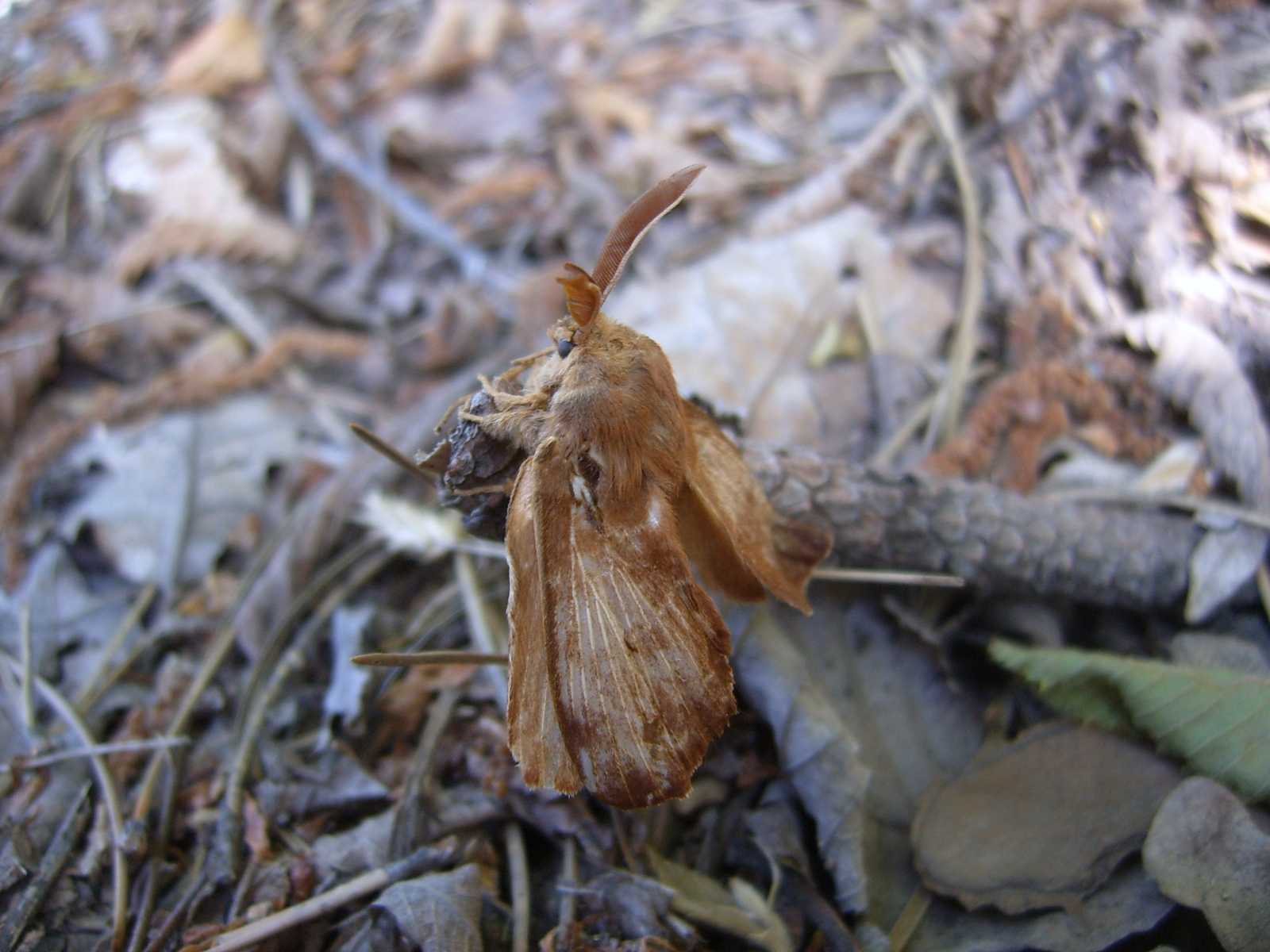 Lepidotteri del monte Grappa