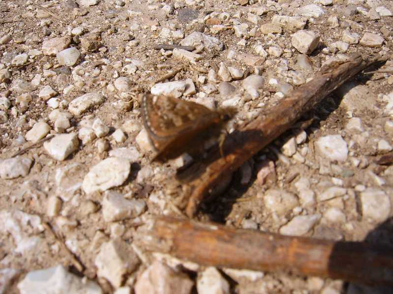 farfallina marrone - Erynnis tages