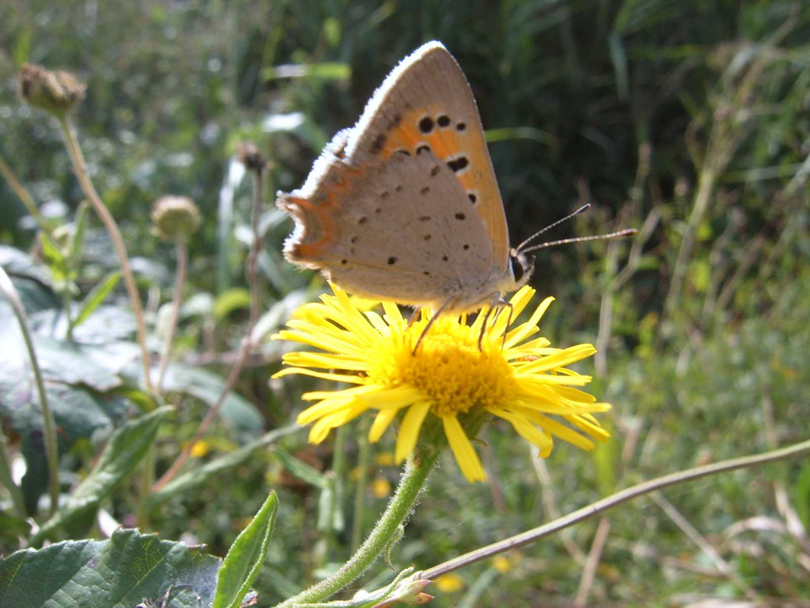 Lycaena phlaeas