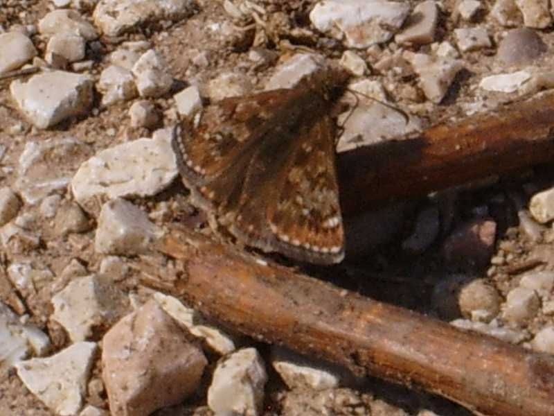 farfallina marrone - Erynnis tages