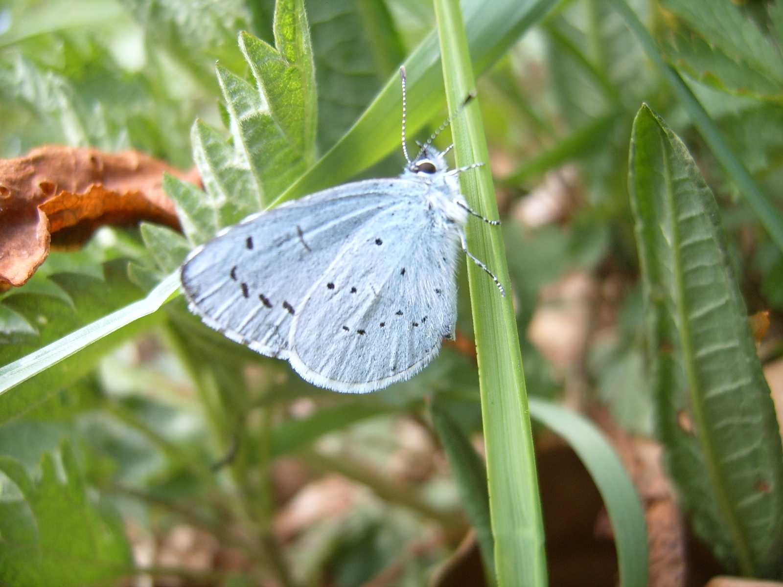 Celastrina argiolus? - Sì