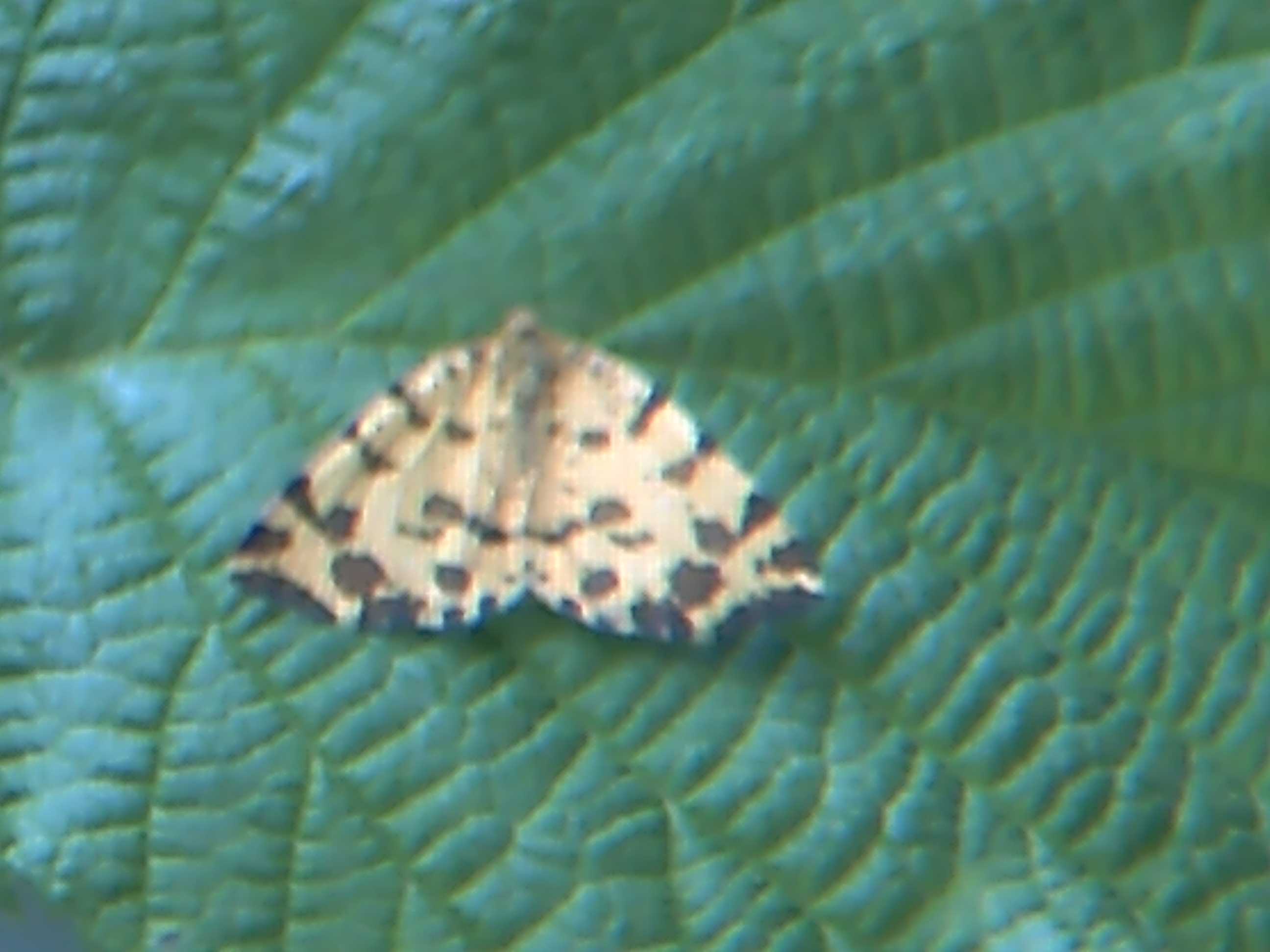 farfallina gialla a puntini neri - Pseudopanthera macularia