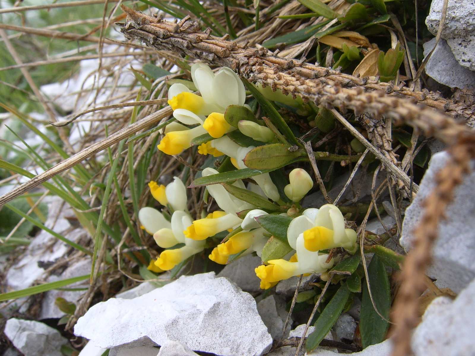 Polygaloides (=Polygala) chamaebuxus / Poligala falso-bosso