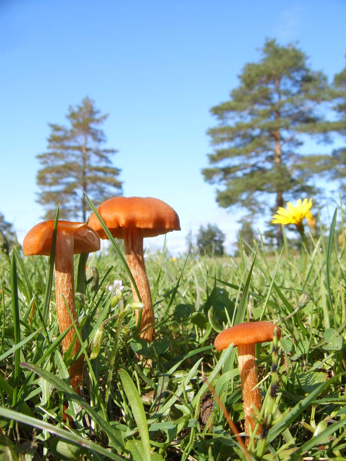 funghi scandinavi