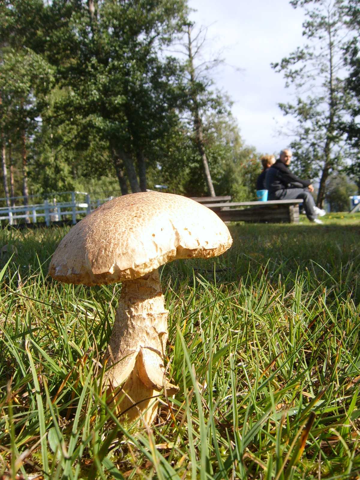 funghi scandinavi