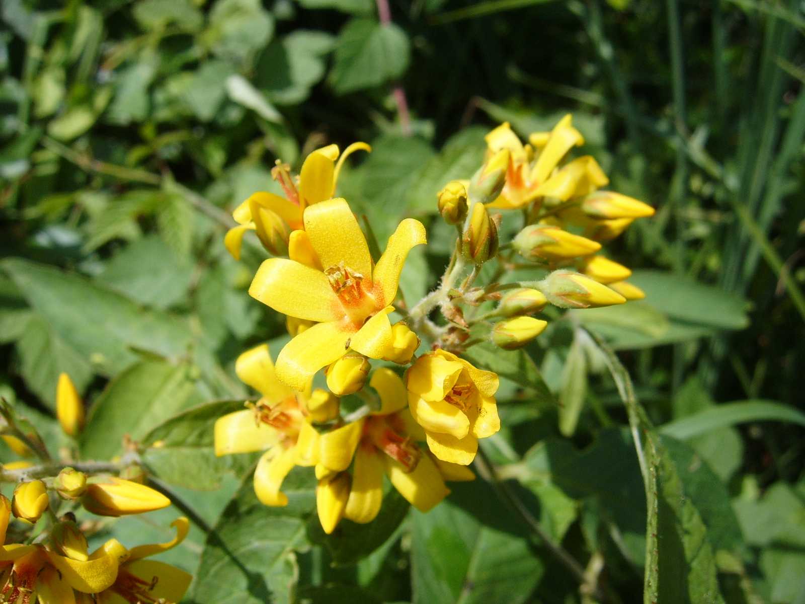 Lysimachia vulgaris / Mazza d''oro comune