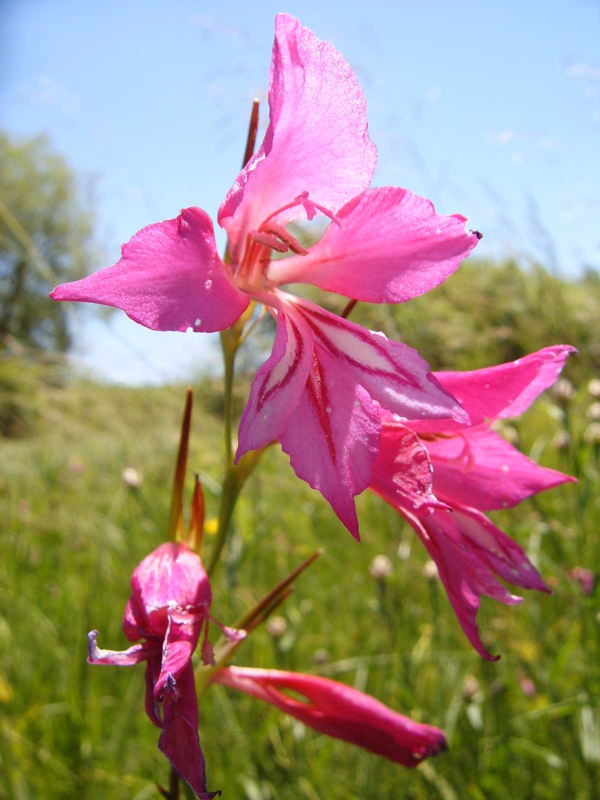 Gladiolus palustris / Gladiolo  di palude