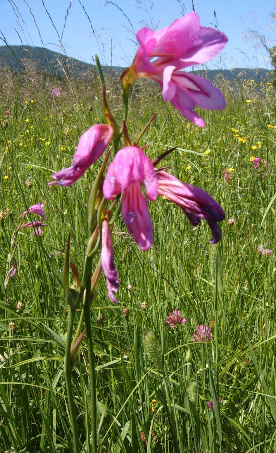 Gladiolus palustris / Gladiolo  di palude