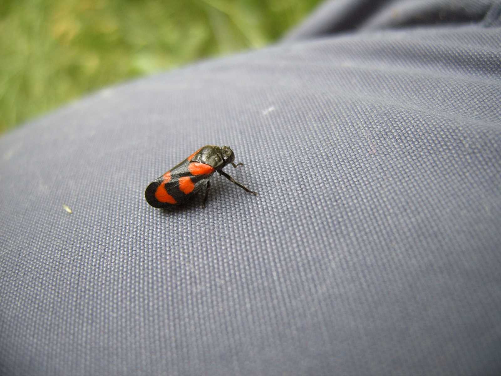 insettino milanista: Cercopidae