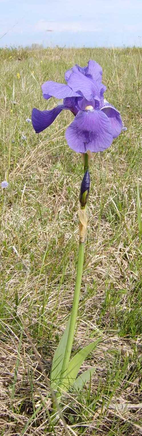 Iris cengialti / Giaggiolo illirico